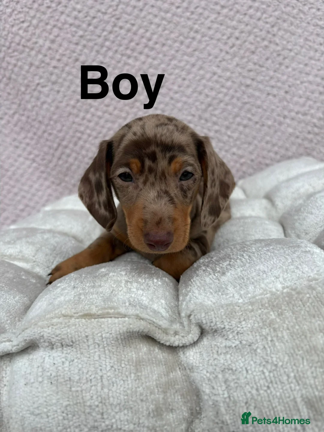 Miniature Dachshund dogs for sale: Dapple miniature dachshund pups  - Advert 2