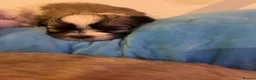Shih Tzu dogs for sale: Beautiful Shih Tzu Puppies-Loving family Home - Advert 2