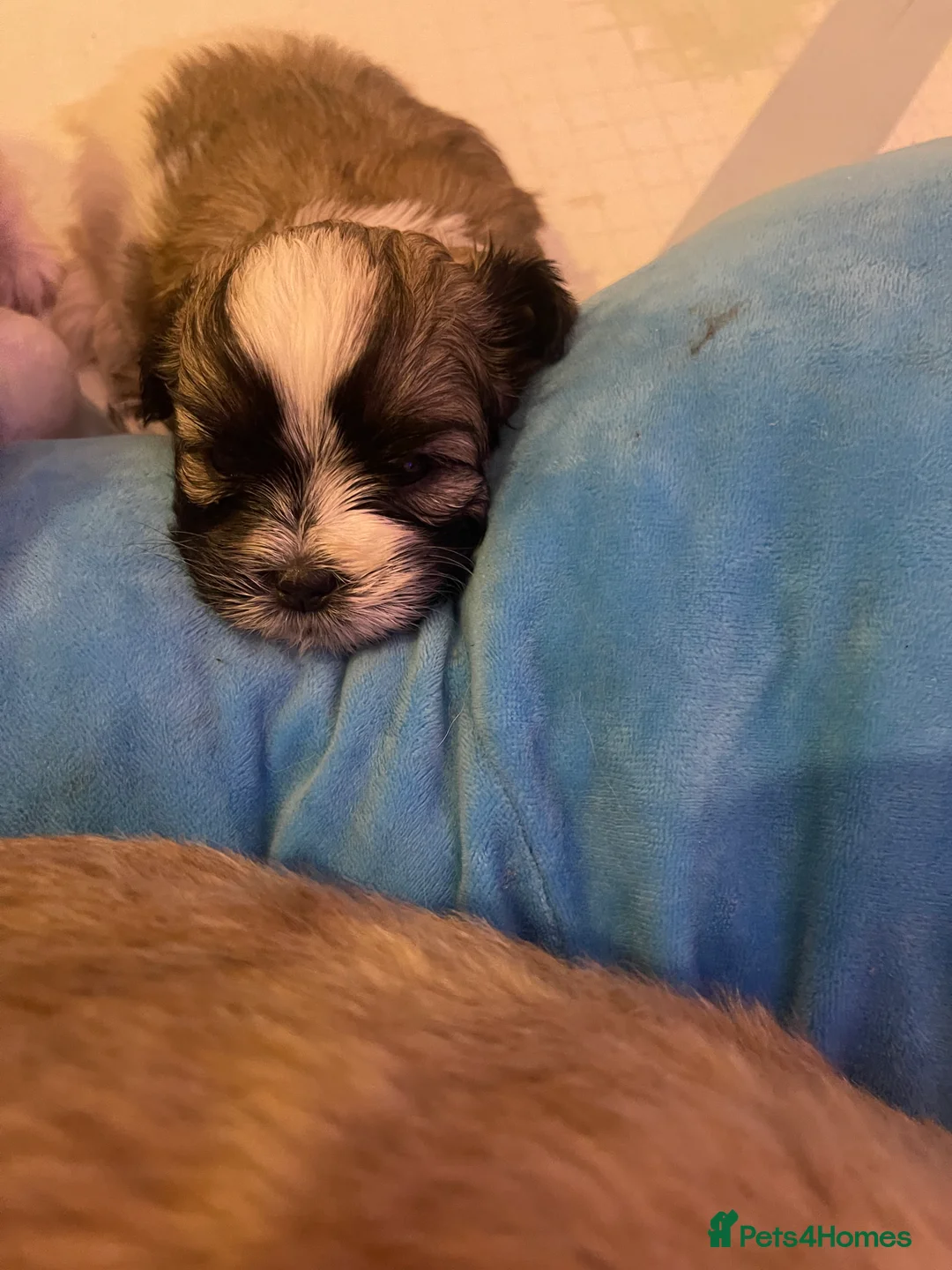 Shih Tzu dogs for sale: Beautiful Shih Tzu Puppies-Loving family Home - Advert 2