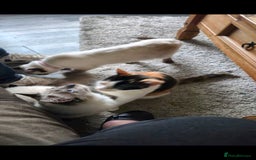 Mixed Breed cats for sale: Arya and kitten  - Advert 10