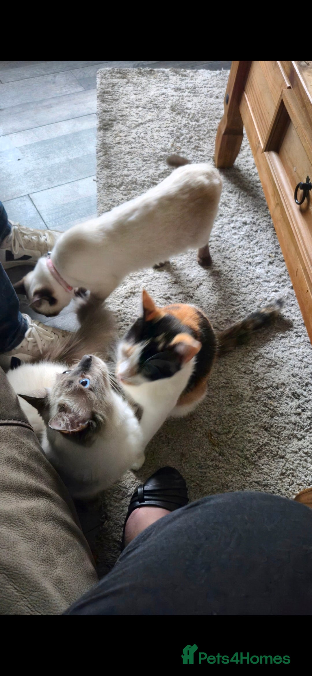 Mixed Breed cats for sale: Arya and kitten  - Advert 10