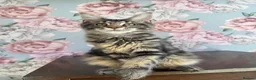 Maine Coon cats for sale: TICA Maine Coon Kittens - Advert 16