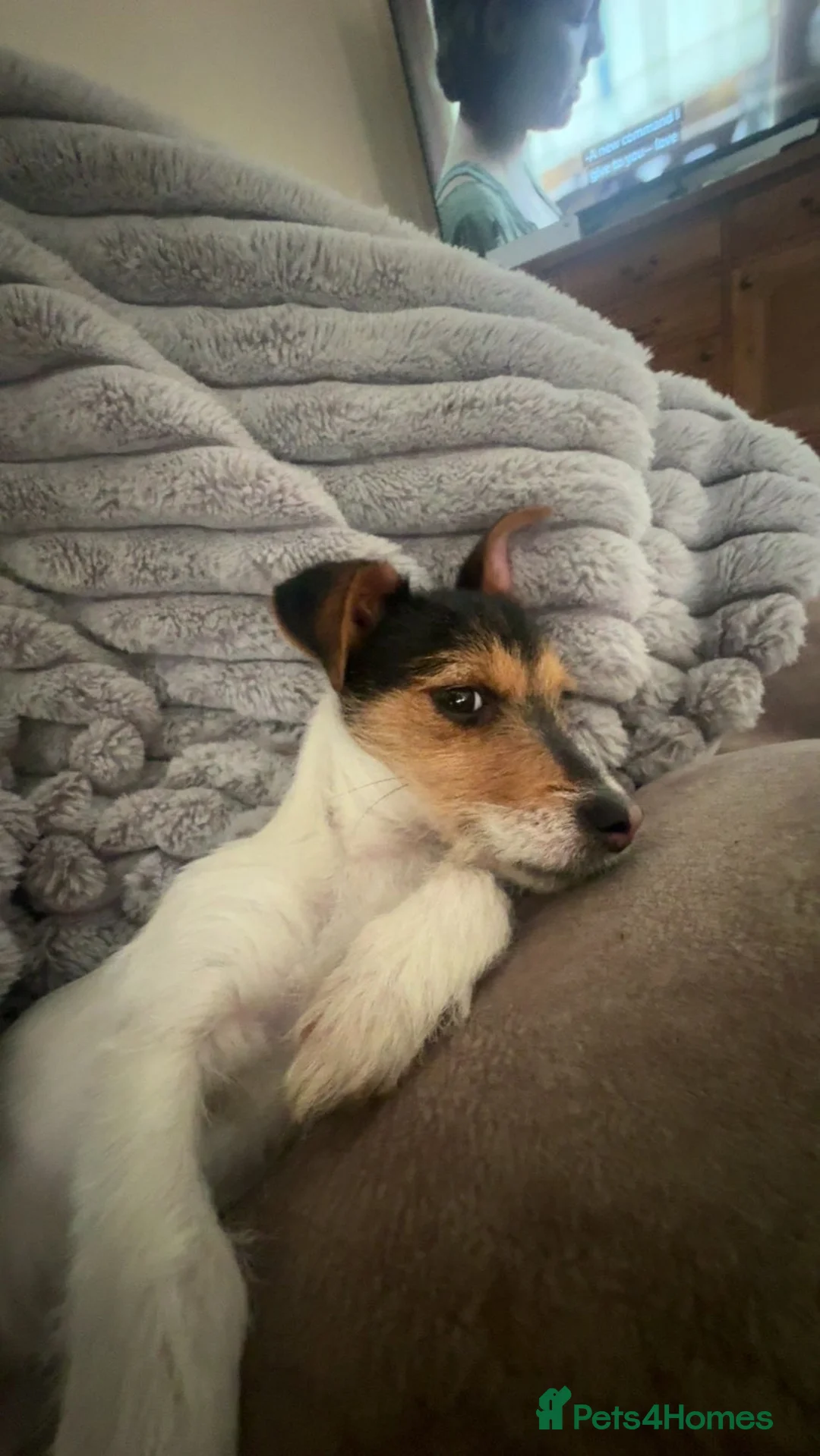 Jack Russell dogs for sale: Piglet  in Exeter - Advert 5