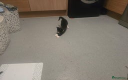 Mixed Breed cats for sale: Kittens for sale - Image 2