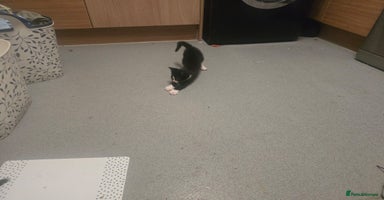 Mixed Breed cats - Advert 3
