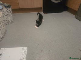 Mixed Breed cats - Advert 2