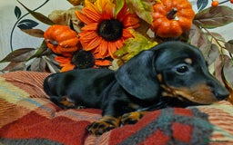 Miniature Dachshund dogs for sale: Beautiful Black & Tan Mini Dachshunds PRA clear - Image 4