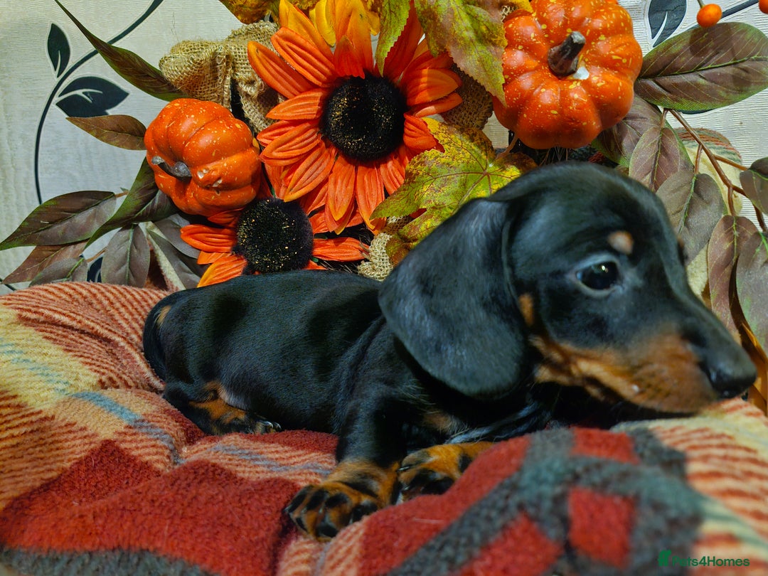 Miniature Dachshund dogs for sale: Beautiful Black & Tan Mini Dachshunds PRA clear - Image 4