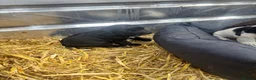Cocker Spaniel dogs for sale: Cocker spaniels puppies  in Kilmarnock - Advert 2