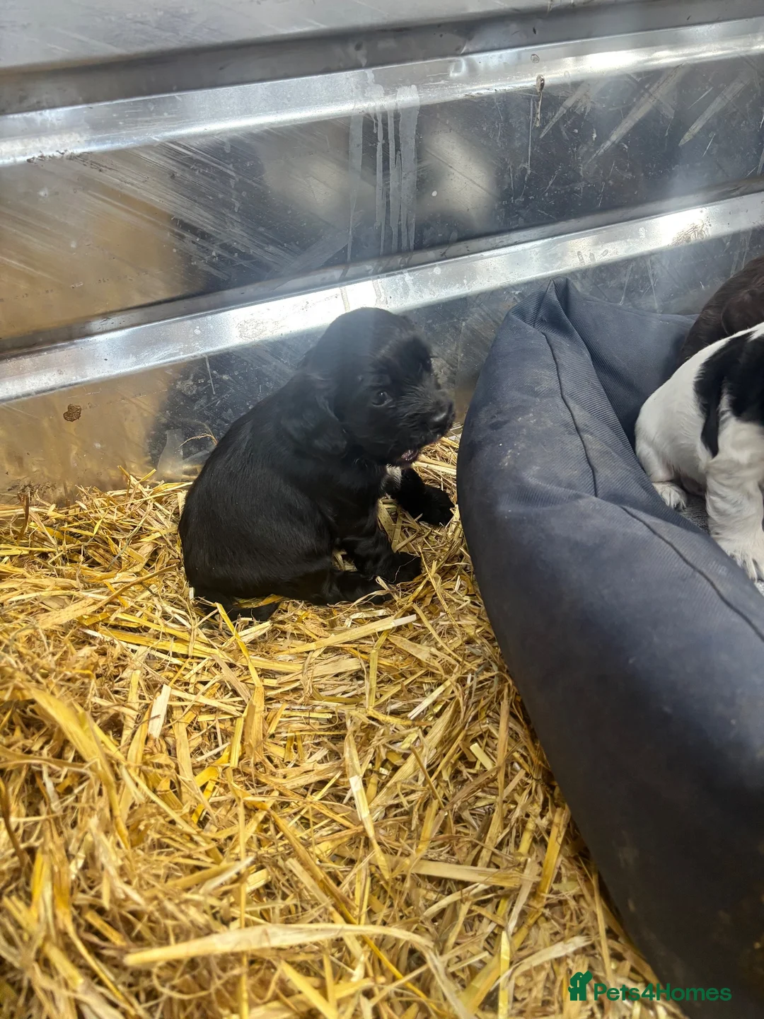 Cocker Spaniel dogs for sale: Cocker spaniels puppies  in Kilmarnock - Advert 2