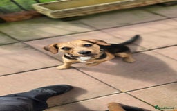 Mixed Breed dogs for adoption: Toby the Terrier - Image 4