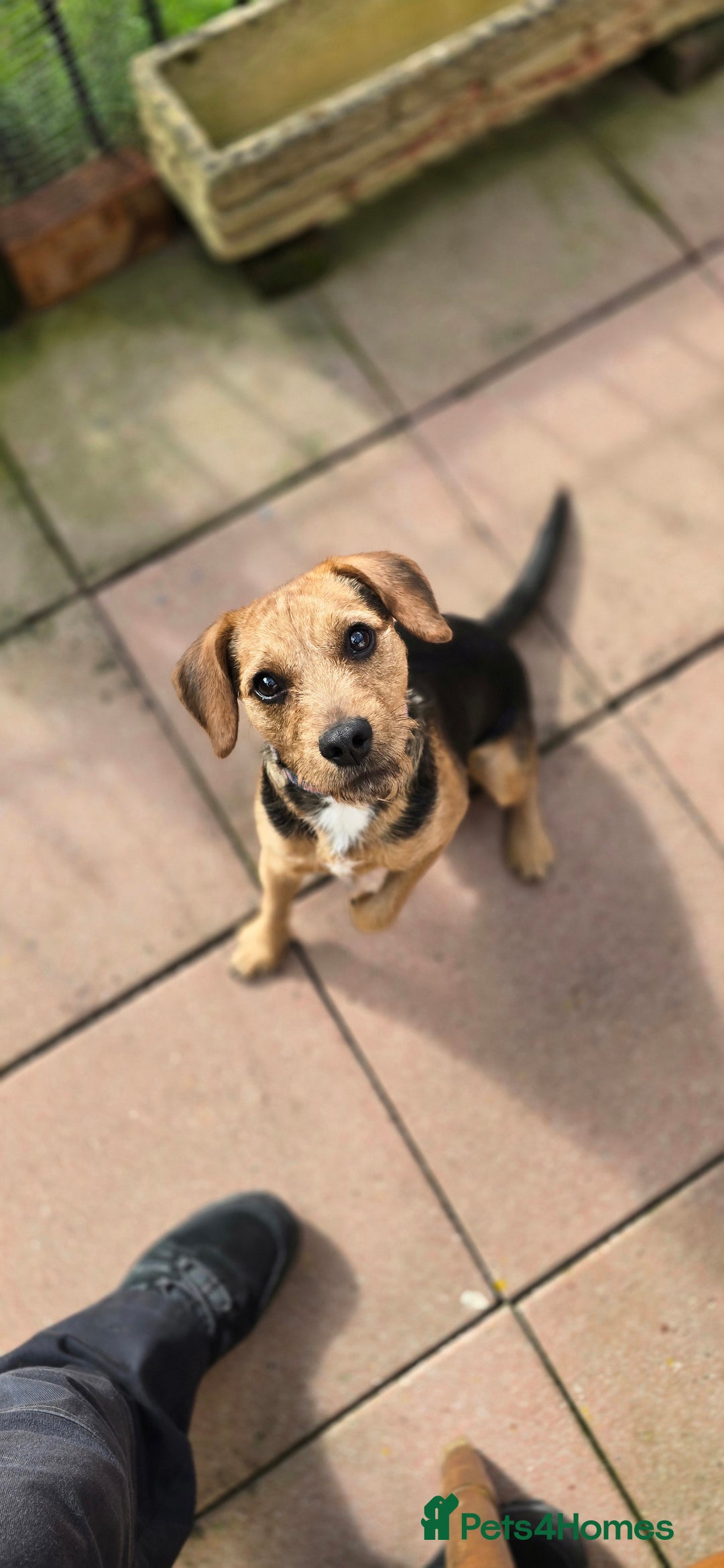Mixed Breed dogs for adoption: Toby the Terrier - Image 4