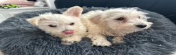 Westiepoo dogs for sale: Westipoo 1 girl 1 boy  in Bolton - Advert 2