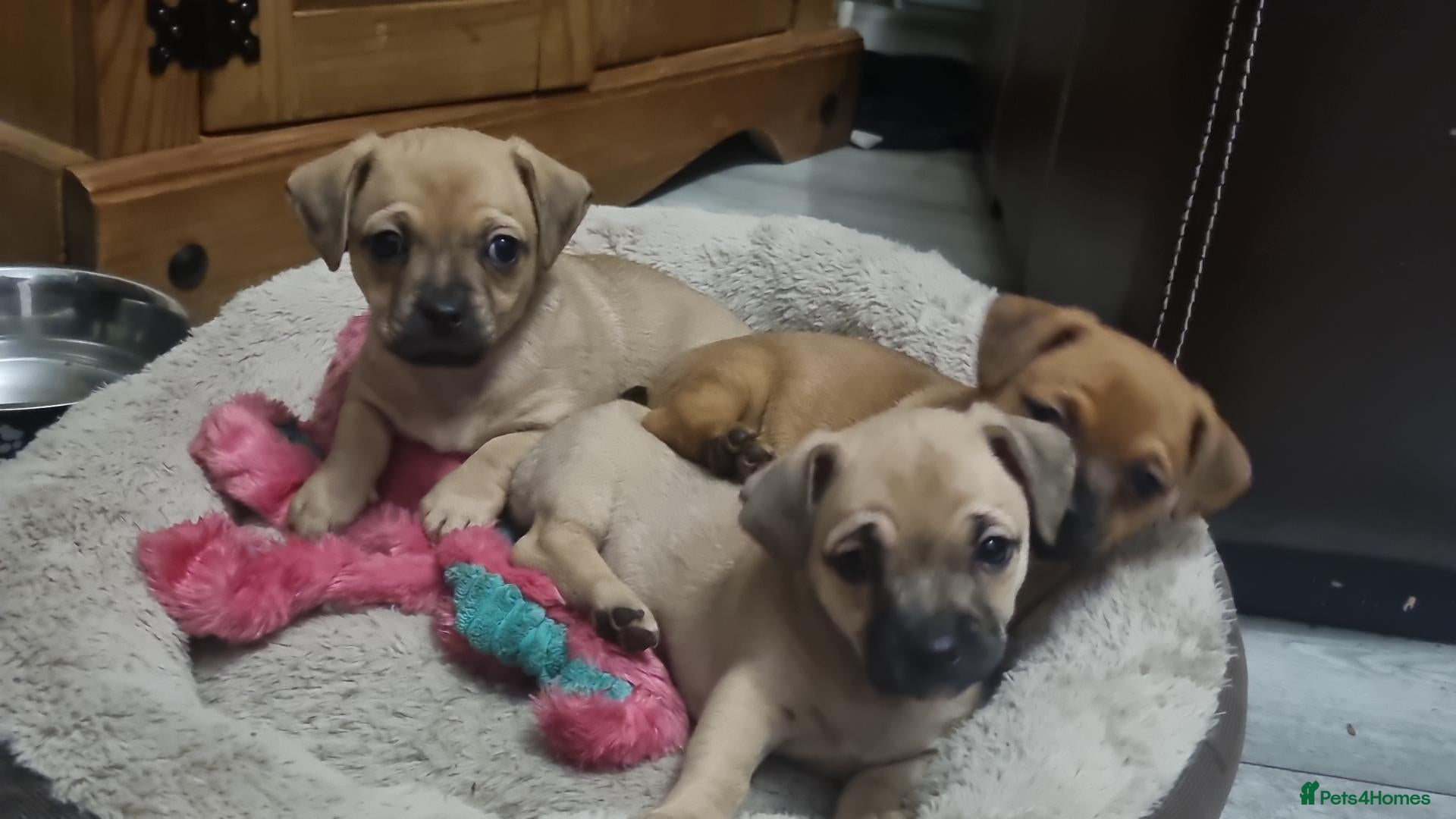 Mixed Breed dogs Gorgeous little pug mix puppies - Advert 9