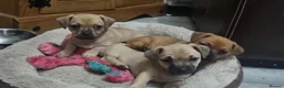 Mixed Breed dogs for sale: Gorgeous little pug mix puppies in Dungannon - Advert 1