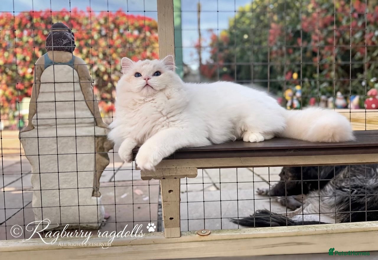 Ragdoll cats Pet spayed/neutered kittens  - Advert 2