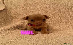 Jack Russell dogs for sale: Quality miniature Jack Russell puppies  - Image 5