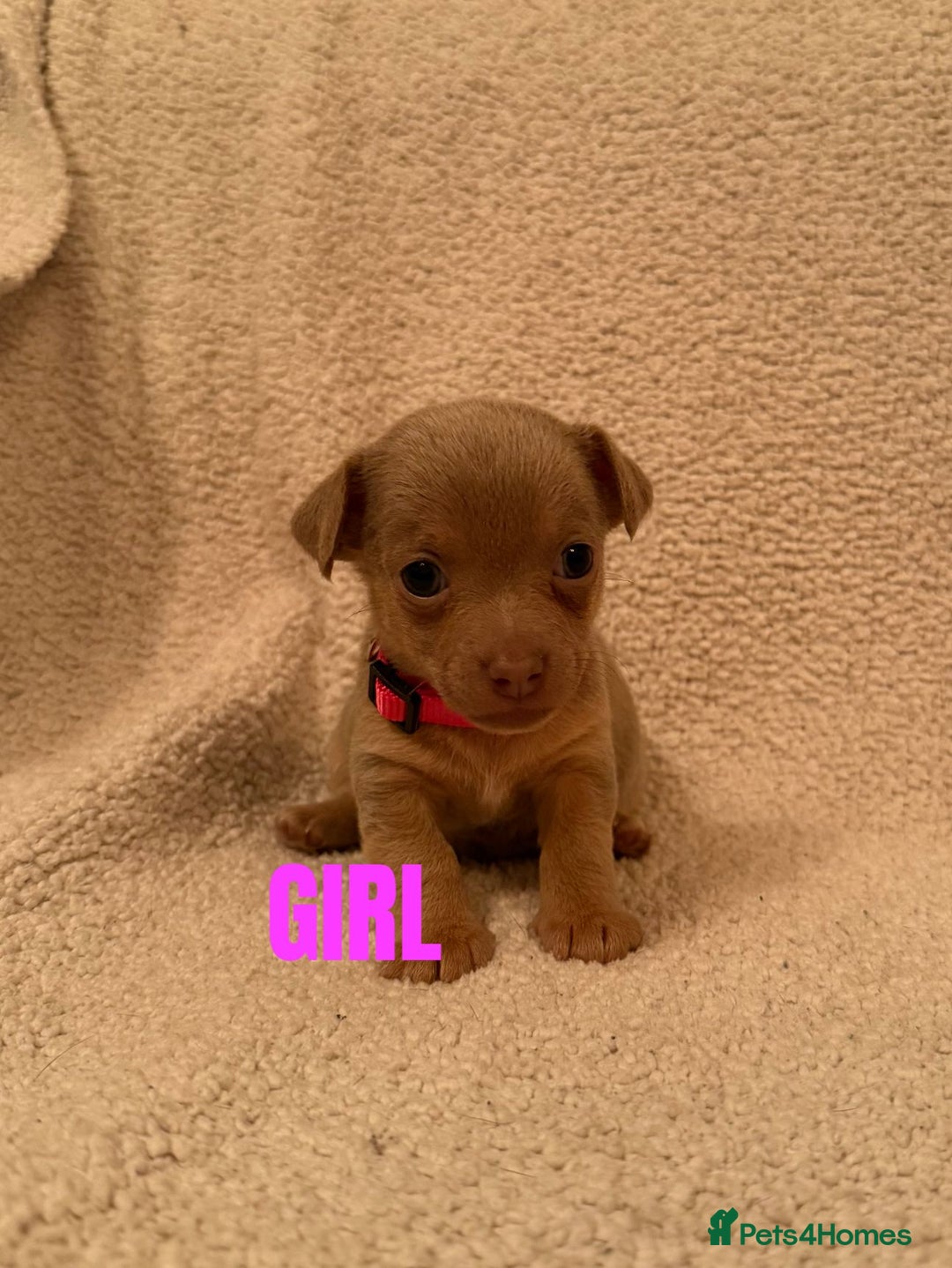 Jack Russell dogs for sale: Quality miniature Jack Russell puppies  - Image 5