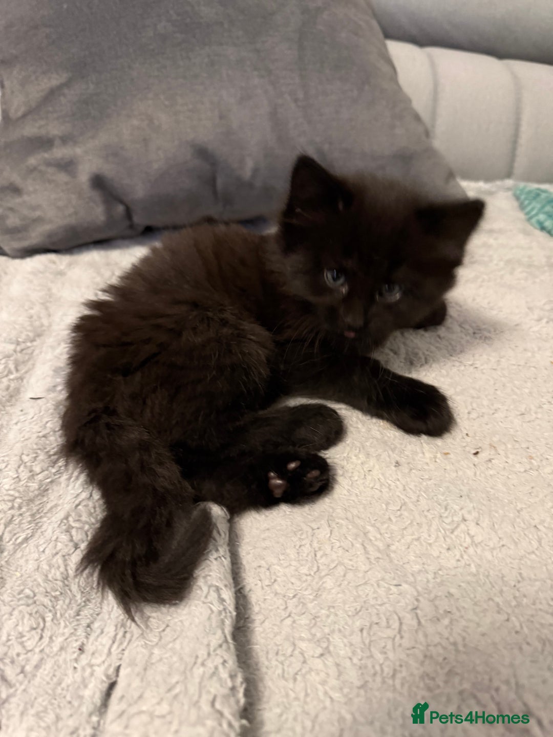 Siberian cats for sale: 6 beautiful Siberians kittens - Advert 14