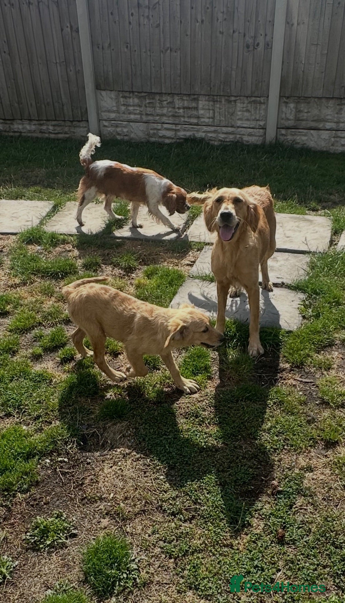 Golden Retriever dogs Stunning female golden retriever  - Advert 2
