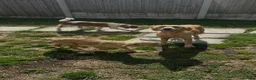 Golden Retriever dogs for sale: Stunning female golden retriever  - Advert 1