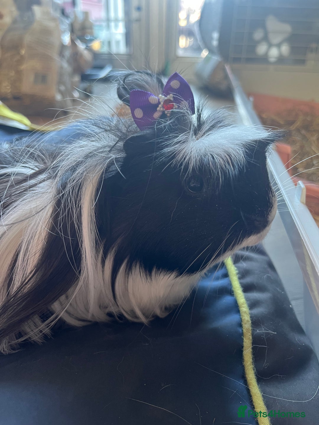 Guinea Pig rodents for sale: 2 male guinea pigs🙂 - Image 2