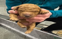 Goldendoodle dogs for sale: Golden doodles f1b - Advert 20