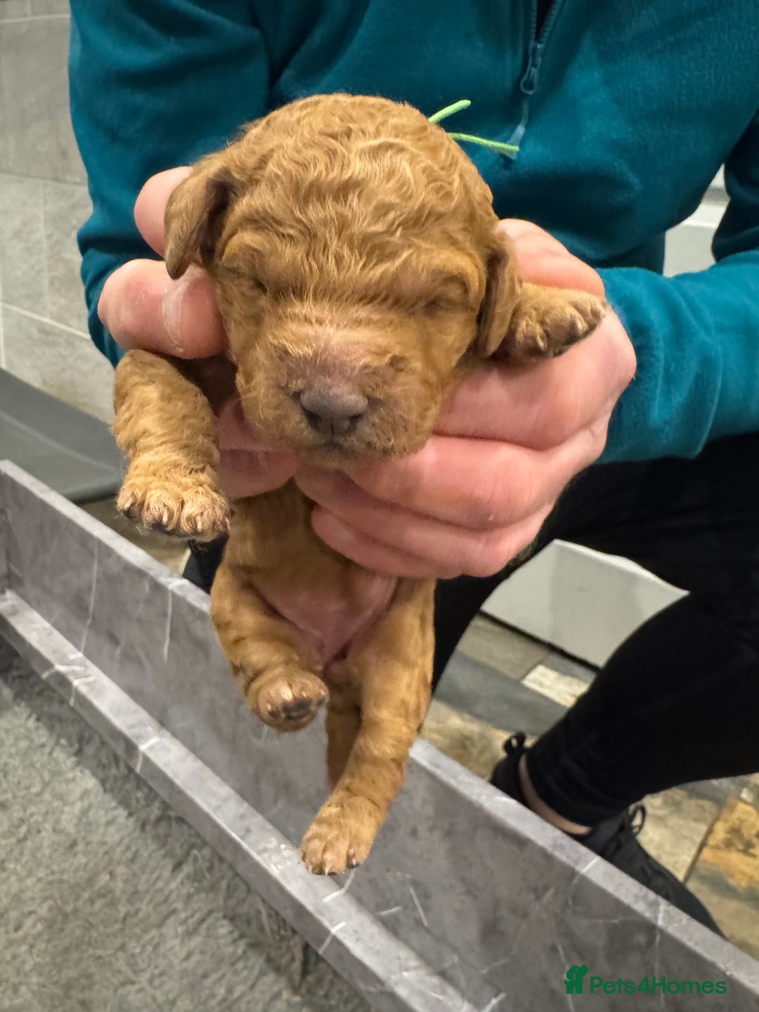Goldendoodle dogs for sale: Golden doodles f1b - Advert 20
