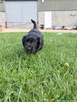 Cocker Spaniel dogs - Advert 11