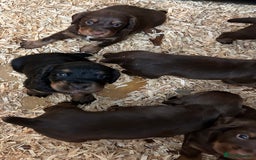 Cocker Spaniel dogs for sale: KC Reg Docked Working Cocker Spaniel puppies - Image 4