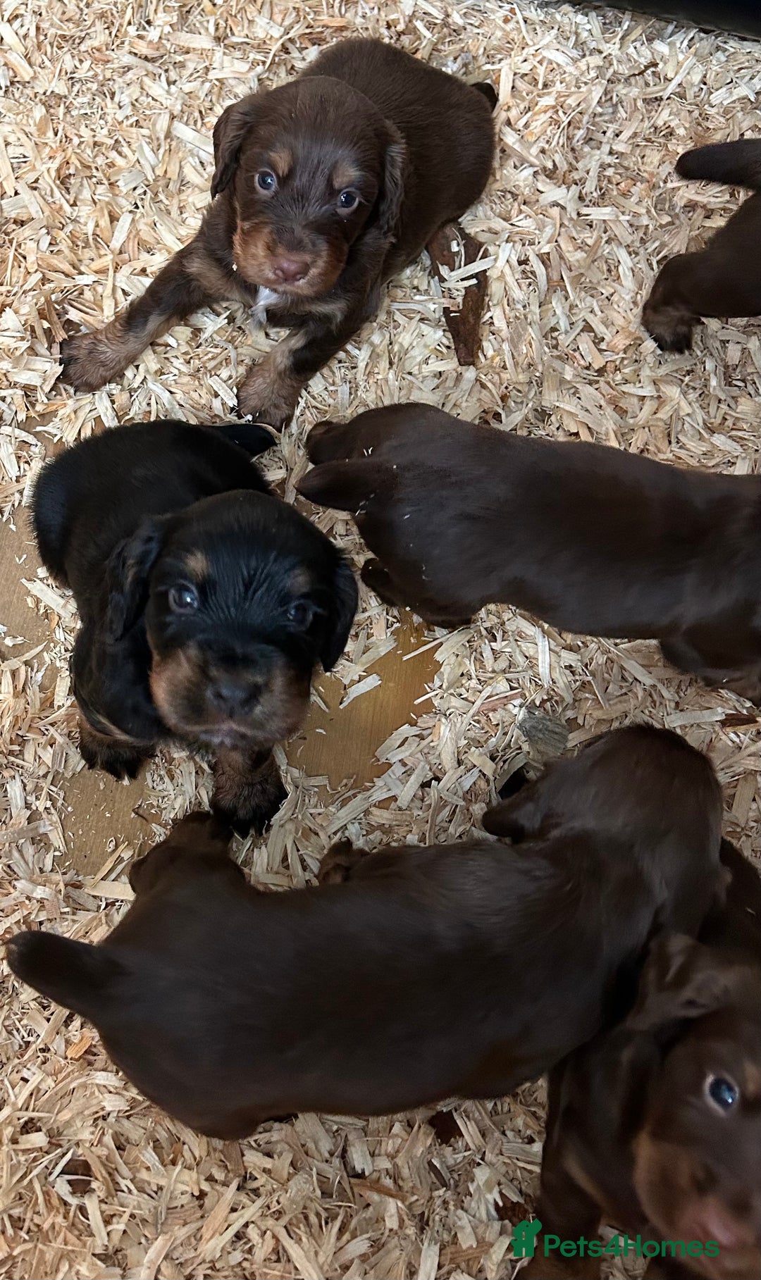 Cocker Spaniel dogs for sale: KC Reg Docked Working Cocker Spaniel puppies - Image 4