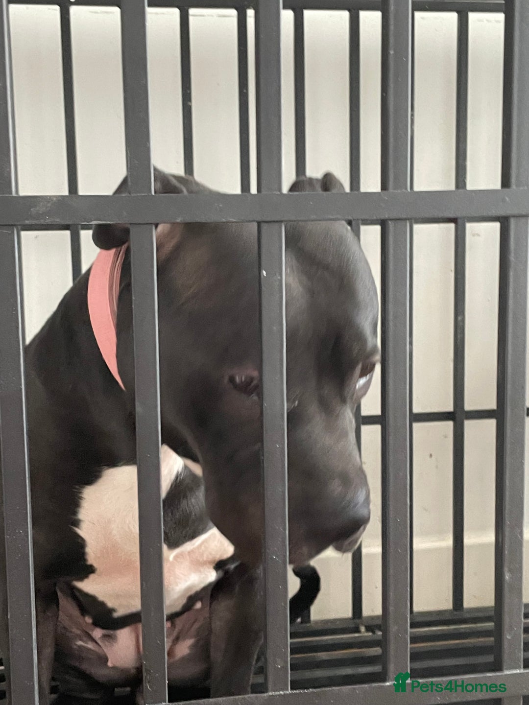 Mixed Breed dogs for sale: Dior  - Image 6