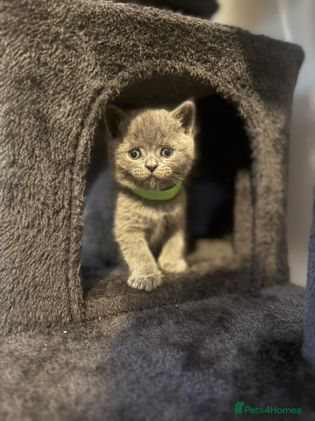 British Shorthair cats for sale: British short hair kitten  - Advert 12