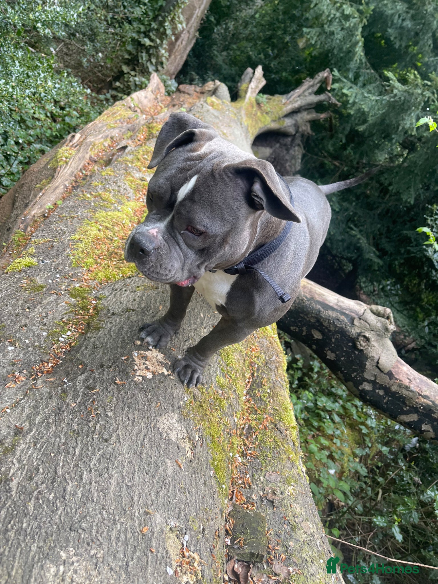 American Bully dogs X2 pocket bully’s for sale  - Advert 8