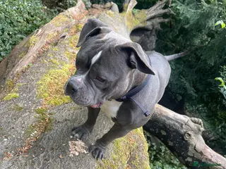 American Bully dogs X2 pocket bully’s for sale - Advert 8