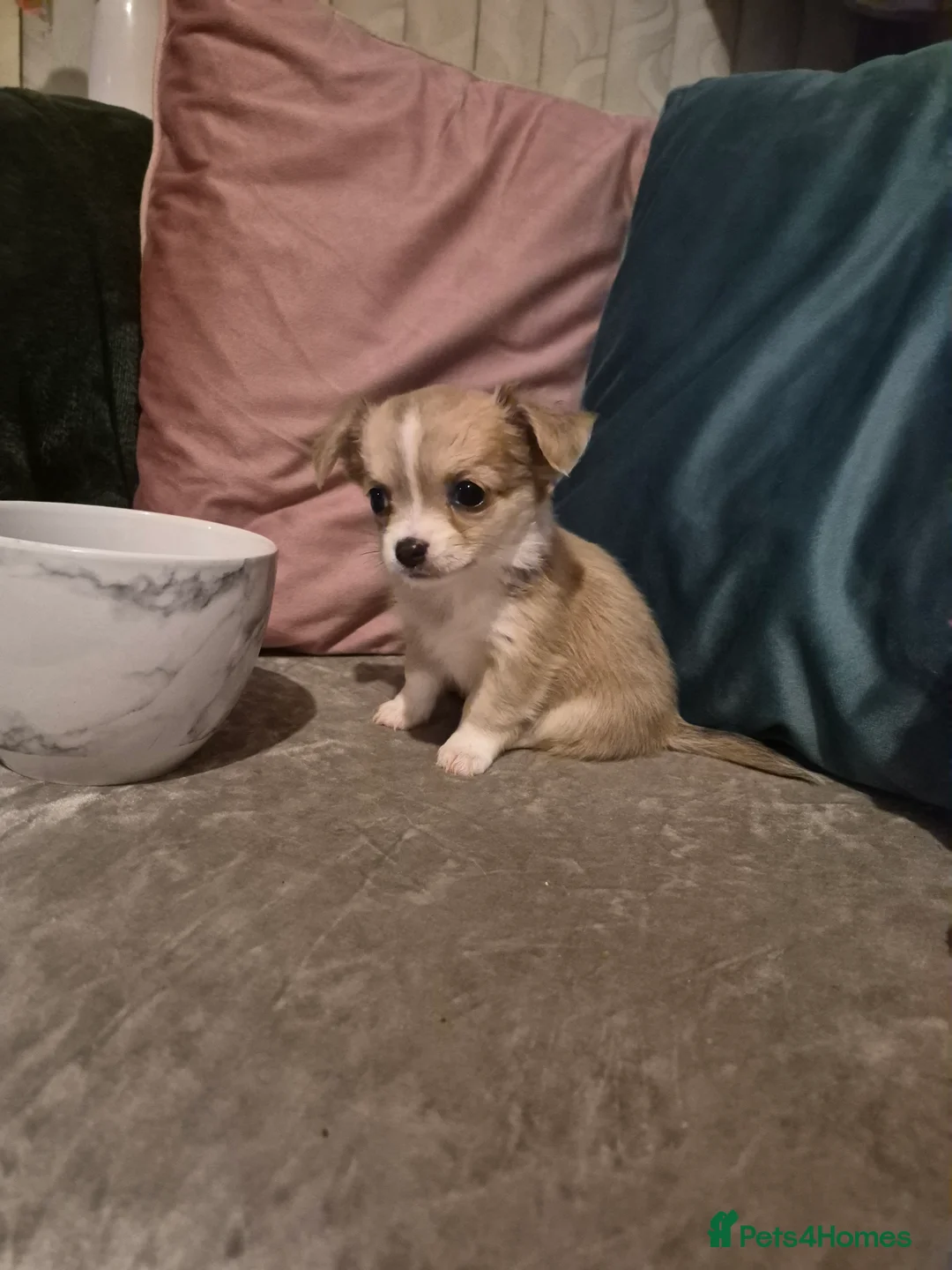 Chihuahua dogs for sale: Pure Chihuahua puppies  - Advert 6