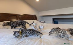 Bengal cats for sale: 🖤🤎 Gorgeous Bengal Kittens 🤎🖤 - Image 35