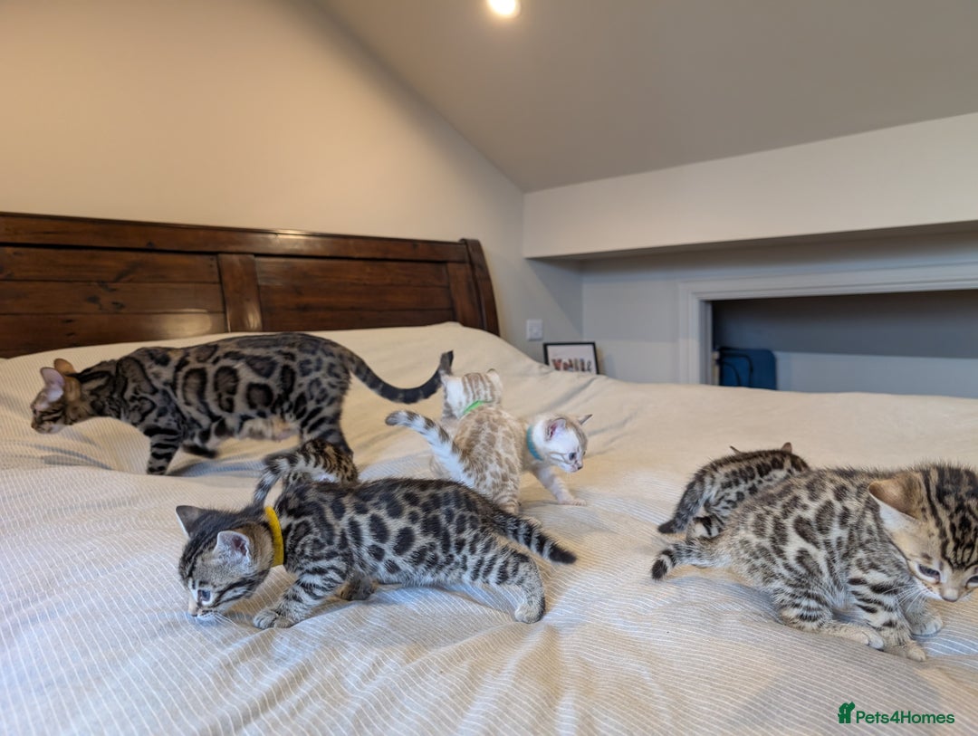 Bengal cats for sale: 🖤🤎 Gorgeous Bengal Kittens 🤎🖤 - Image 35