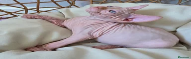 Sphynx Kitten 3