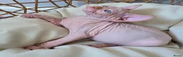 Sphynx cats for sale: Beautiful Canadian Sphynx Kittens Available 💎 - Advert 15