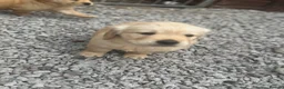 Golden Retriever dogs for sale: Golden retriever  - Advert 4