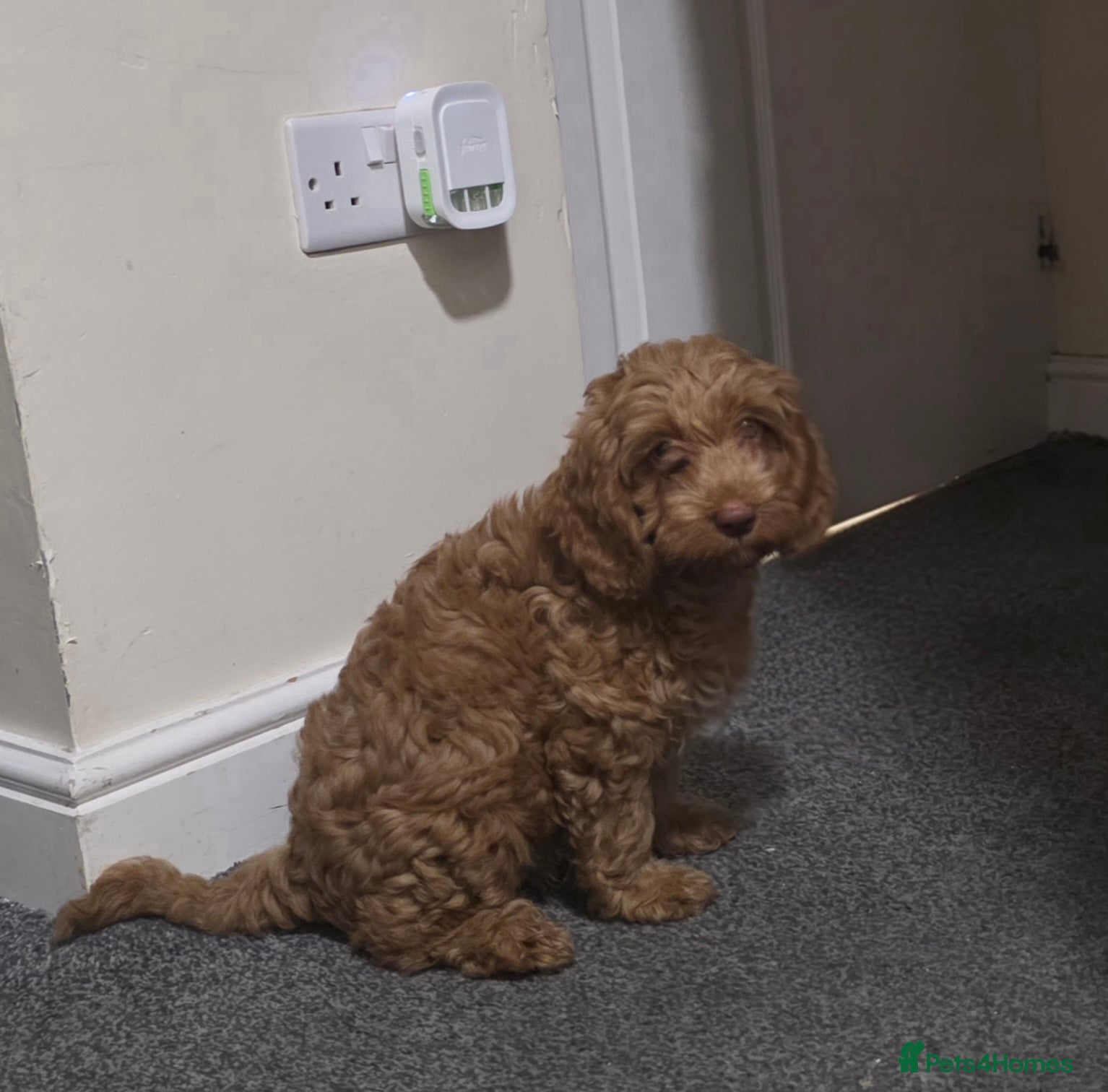 Cockapoo dogs Cockapoo  - Advert 4