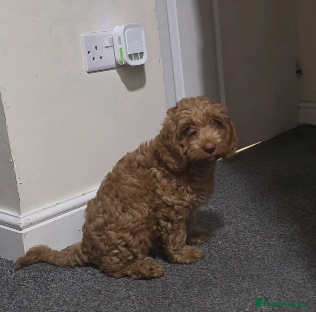 Cockapoo dogs for sale: Cockapoo  - Advert 1