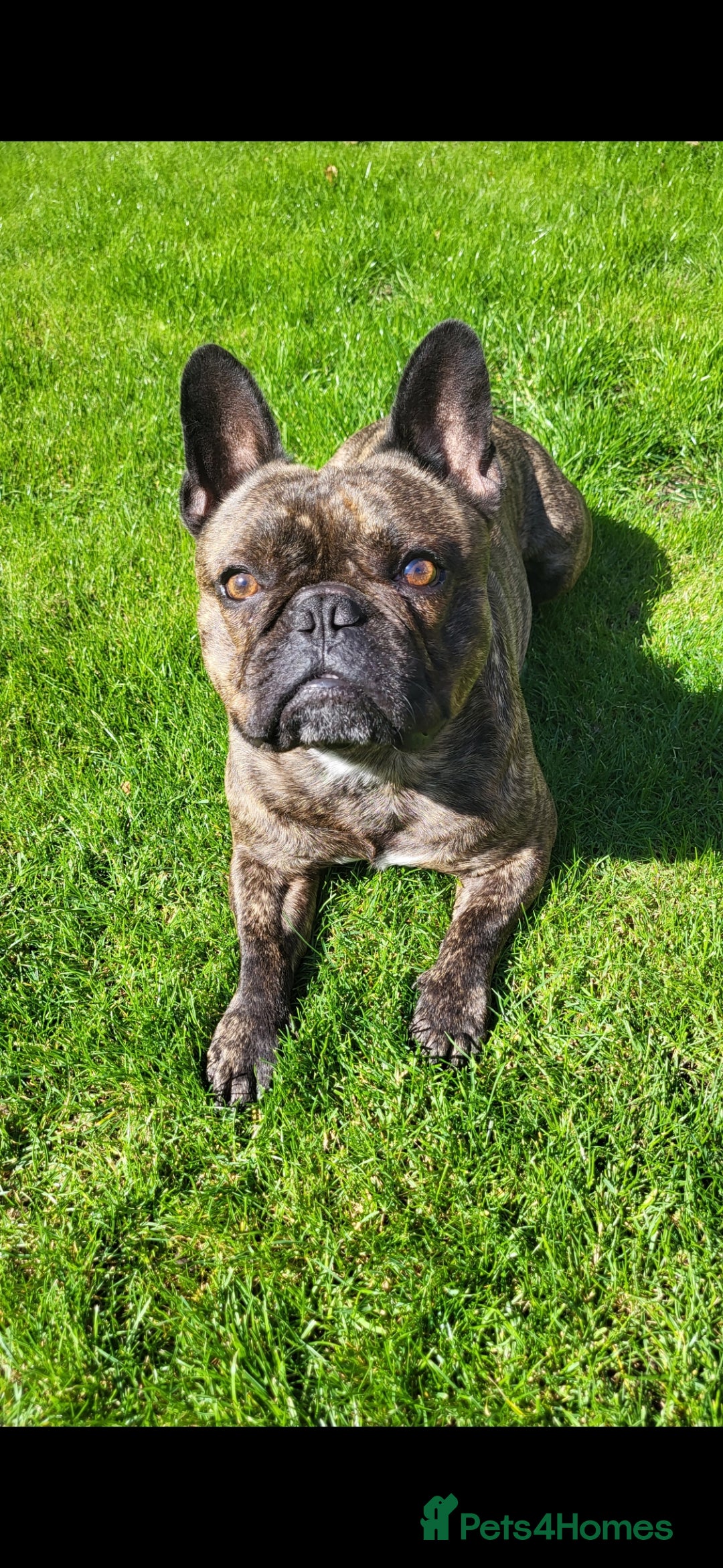 French Bulldog dogs for sale: Rehoming Hugo/ Frenchie - Image 5