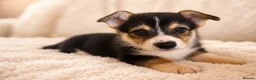 Welsh Corgi Pembroke dogs for sale: KC Registered Pembroke Welsh Corgi Puppies - Advert 19