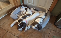 English Springer Spaniel dogs for sale: English springer spaniel puppies  - Image 18