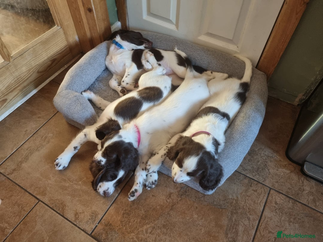 English Springer Spaniel dogs for sale: English springer spaniel puppies  - Image 18