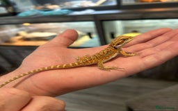 Bearded Dragon reptiles for sale: 60 Baby bearded dragons - Image 5