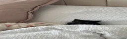 Mixed Breed cats for sale: Single female kitten - Advert 3