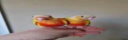 Conures birds for sale: Super adorable fully hand reared baby conures  - Advert 7